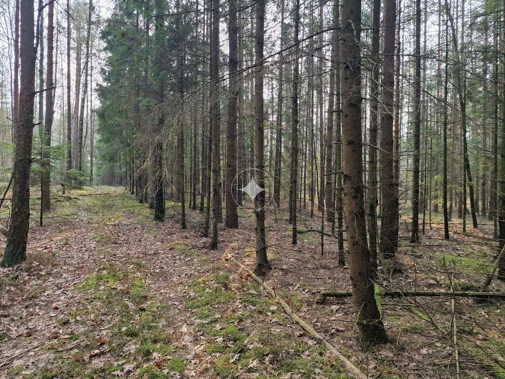 Działka leśna pod Knyszynem