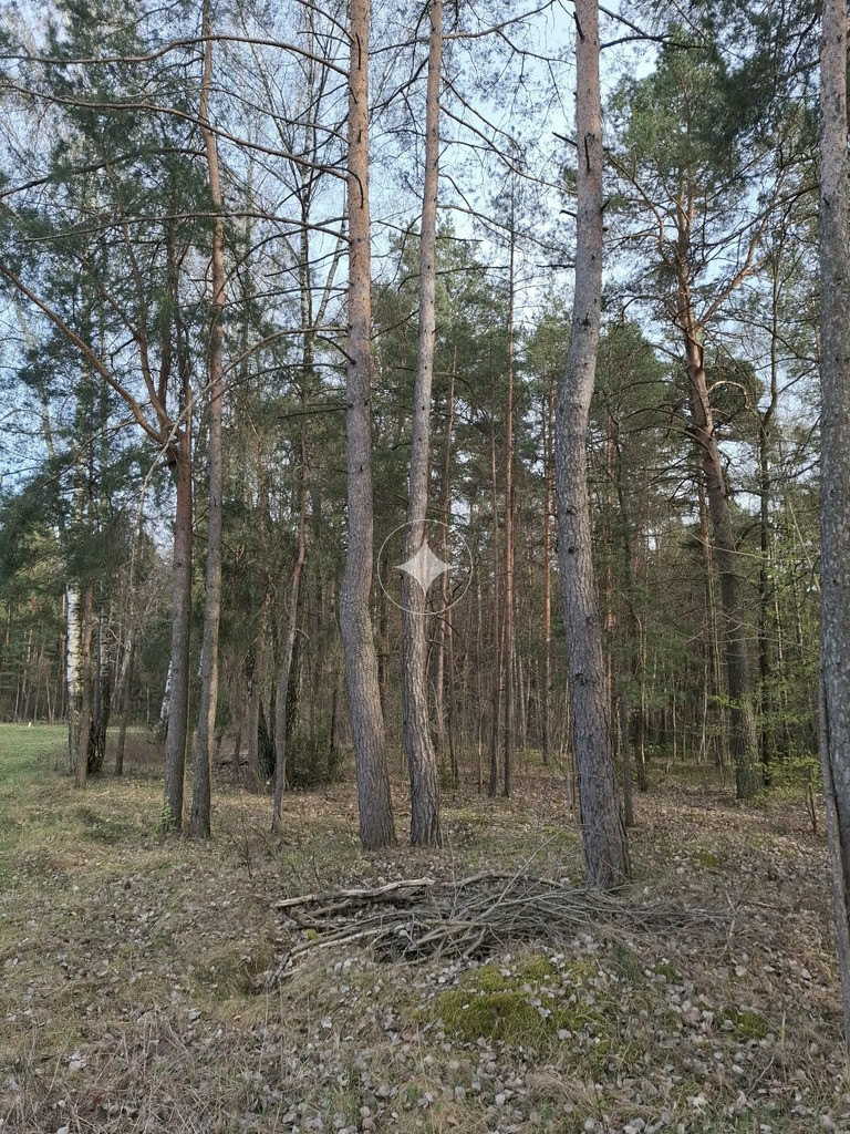 Las w gminie Łapy