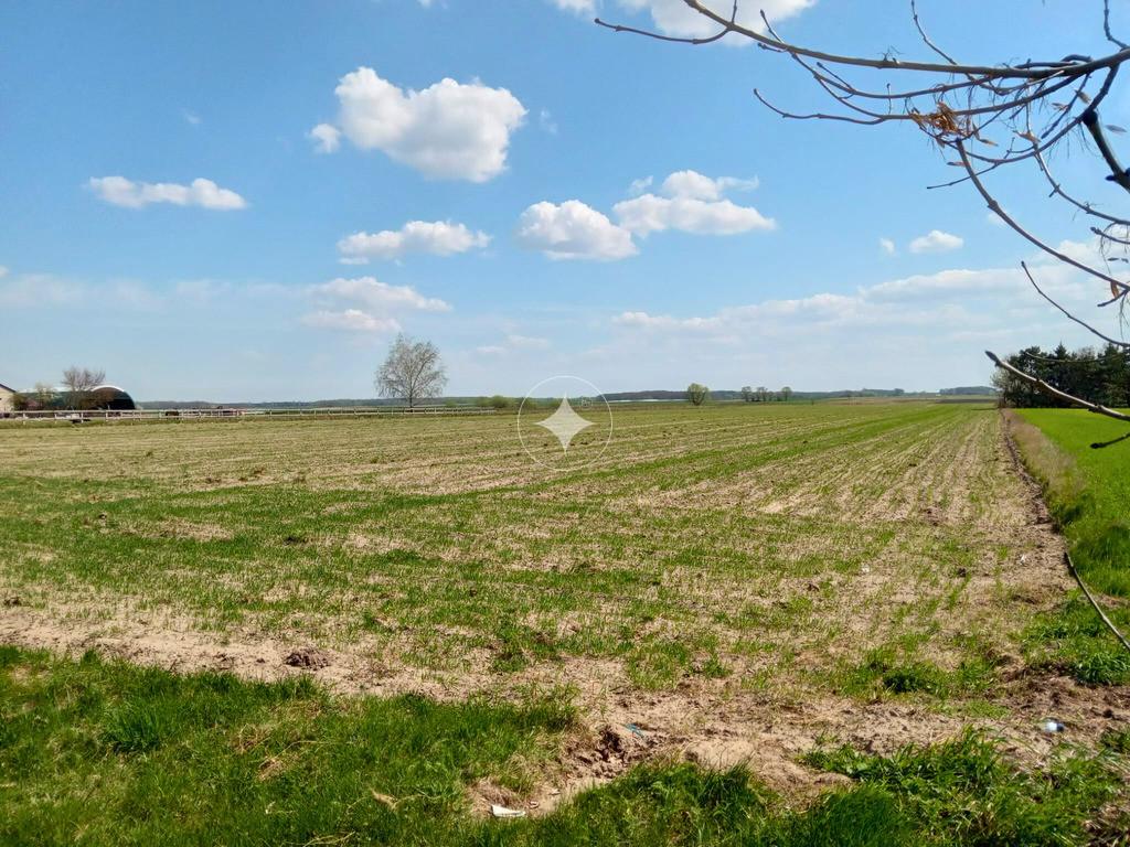 DZIAŁKA ROLNA 2,1652ha w ORTELU KRÓLEWSKIM I